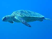 アオウミガメ