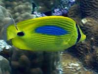 スミツキトノサマダイ