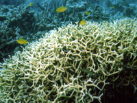 枝サンゴ