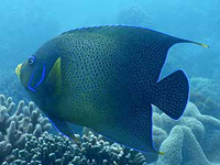 サザナミヤッコ