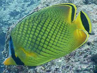 アミチョウチョウウオ