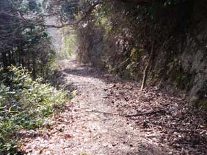 防滝からの登山道(林道)