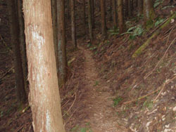 杉林の登山道