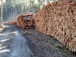大量の木材