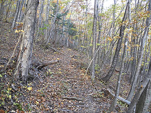 林道終点からの登山道。