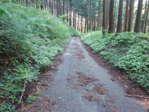 舗装路の林道
