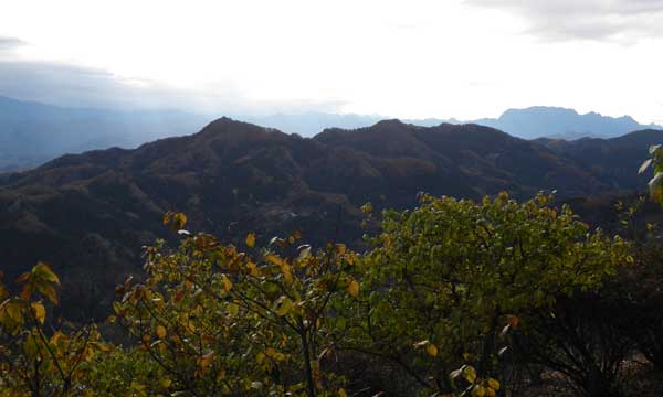 宝登山山頂付近からの眺め