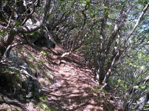 天狗岩への登山道。