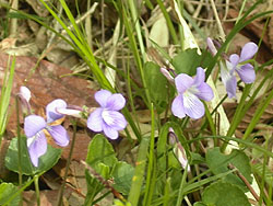 登山道沿いに咲いていた小さな花々