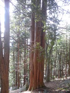 とても大きな木