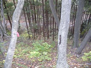 急斜の先に林道が見えた。