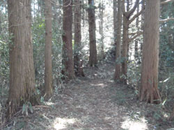 大木の杉林の中の登山道