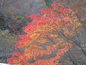 前沢林道の紅葉