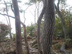 男山山頂(527m)