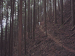 杉林の登山道