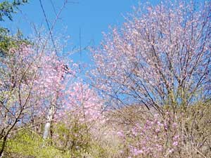 桜にツツジも満開〜！