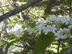 山頂付近に咲いていた白い花