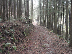 杉林の林道